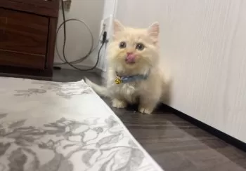 すずの 様のお迎えした子猫
