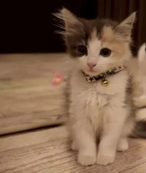 ちい 様のお迎えした子猫