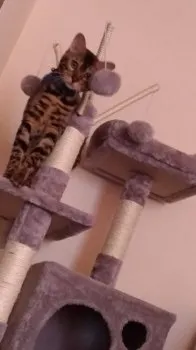 アザラシ山 様のお迎えした子猫