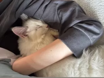 H.U 様のお迎えした子猫