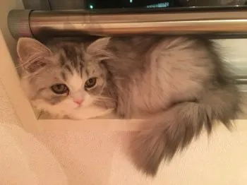 スギヤマ 様のお迎えした子猫