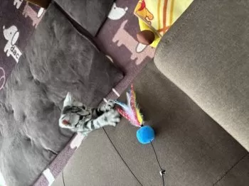 M.H 様のお迎えした子猫