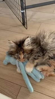 E. 様のお迎えした子猫