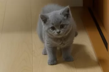 yuzu 様のお迎えした子猫