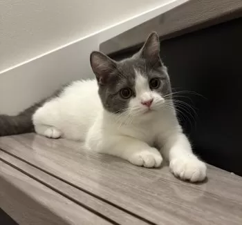 J.Ｉ 様のお迎えした子猫