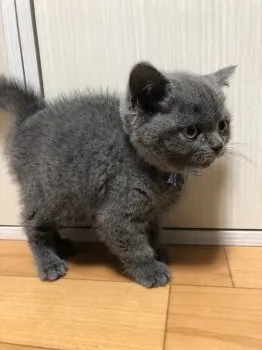 大西 様のお迎えした子猫