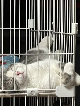 H.F 様のお迎えした子猫