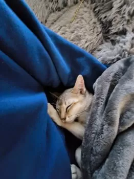 T.T 様のお迎えした子猫