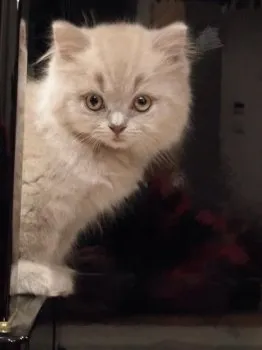 chikuba 様のお迎えした子猫