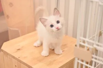 にこる 様のお迎えした子猫