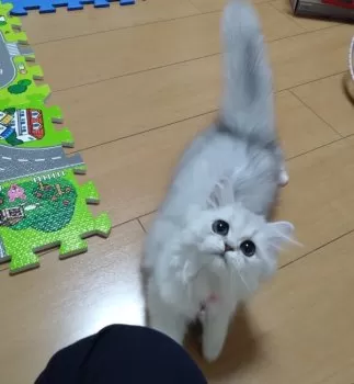 しおりん 様のお迎えした子猫