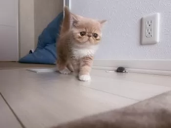 H.T 様のお迎えした子猫