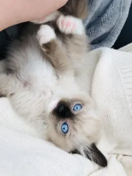 みみ 様のお迎えした子猫