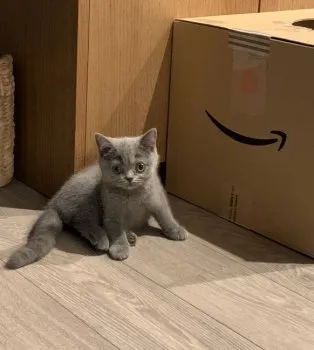 ウェイ 様のお迎えした子猫