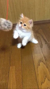 もちゃ 様のお迎えした子猫