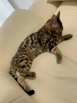 レチッドエッグ 様のお迎えした子猫