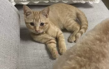 ルノママ 様のお迎えした子猫