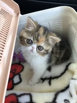 千葉県 イクラ子ママ 様のお迎えした子猫