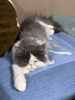 のんのん 様のお迎えした子猫