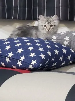 ぶたごりら 様のお迎えした子猫