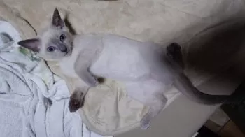 けろろん 様のお迎えした子猫