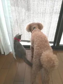 ののこ 様のお迎えした子猫