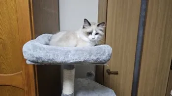 ユウジ 様のお迎えした子猫