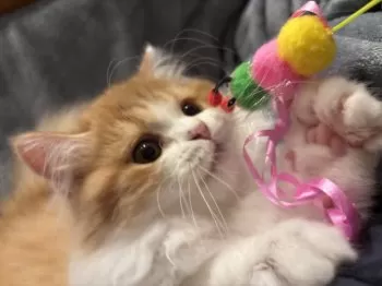 H.K 様のお迎えした子猫