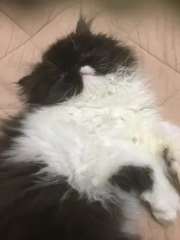 きさ 様のお迎えした子猫
