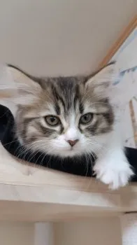 ベリー 様のお迎えした子猫