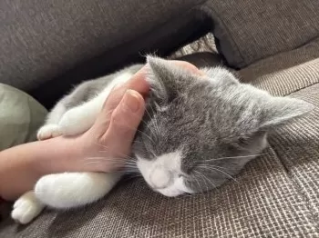 えみ 様のお迎えした子猫