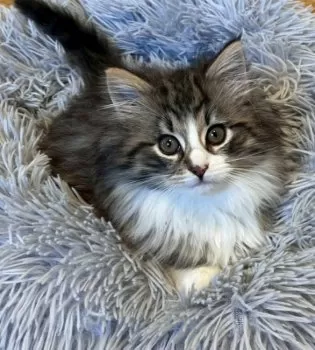 Y.K 様のお迎えした子猫