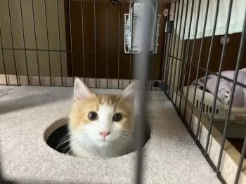 まゆ 様のお迎えした子猫