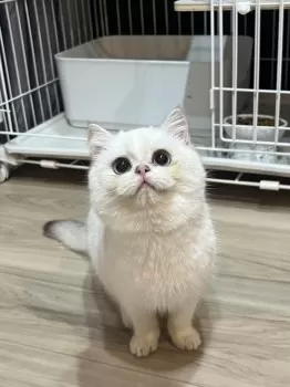 Y.N 様のお迎えした子猫