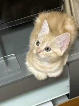 M.M 様のお迎えした子猫