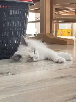 りさたろ 様のお迎えした子猫