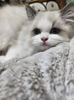 S.Y 様のお迎えした子猫