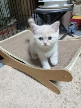 nari 様のお迎えした子猫