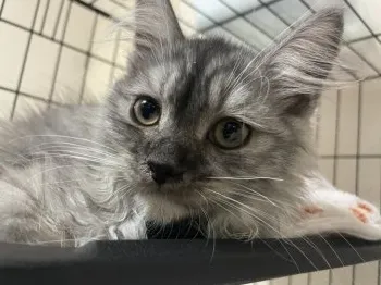 minmin 様のお迎えした子猫