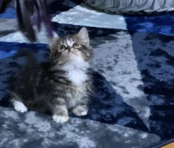 CHIHO 様のお迎えした子猫