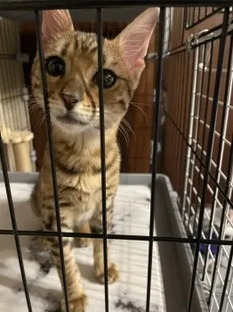 チカ 様のお迎えした子猫