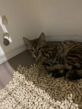 A.A 様のお迎えした子猫