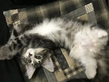 sat 様のお迎えした子猫