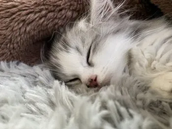 びびまま 様のお迎えした子猫