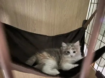 K.I 様のお迎えした子猫