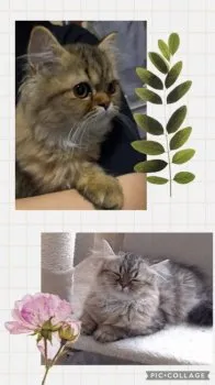 こむぎこ5 様のお迎えした子猫