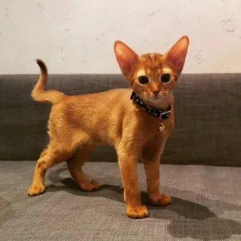 M.M 様のお迎えした子猫