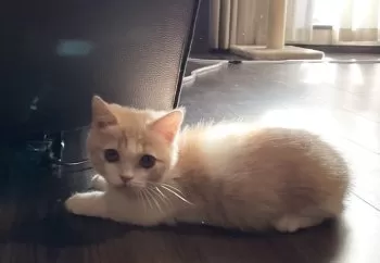 A 様のお迎えした子猫