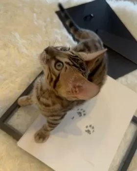 Bibi 様のお迎えした子猫