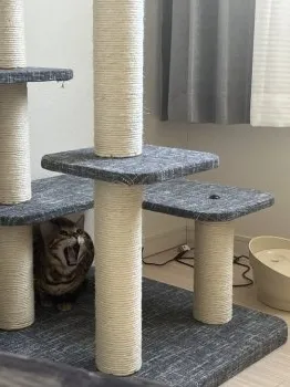 T.K 様のお迎えした子猫